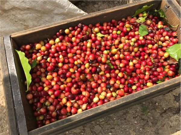 Jamaican Blue Mountain №1 - Świeże ziarna kawy - 100 g