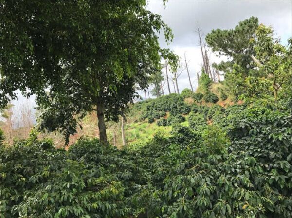 Jamaican Blue Mountain №1 - Świeże ziarna kawy - 100 g