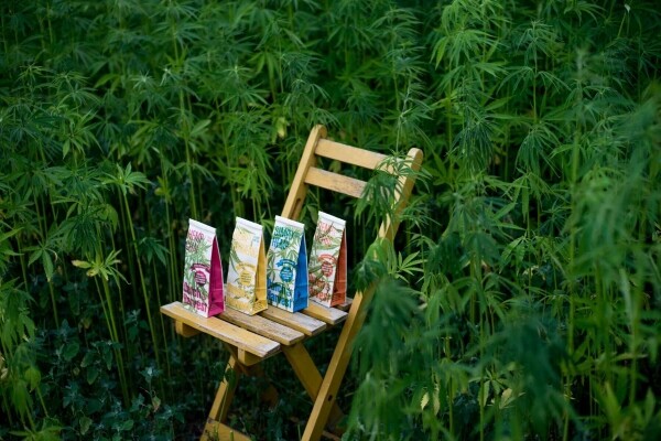 Simply Hemp - Czysta herbata konopna 40 gramów - Herbata sypana Dutch Harvest