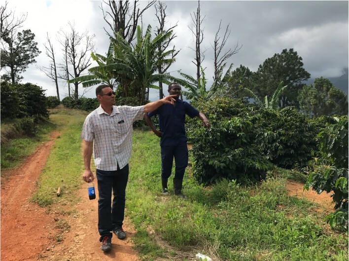 Jamaican Blue Mountain №1 - Świeże ziarna kawy - 100 g