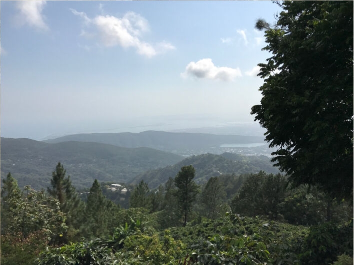 Jamaican Blue Mountain №1 - Świeże ziarna kawy - 100 g